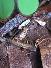 Plagiolepis alluaudi