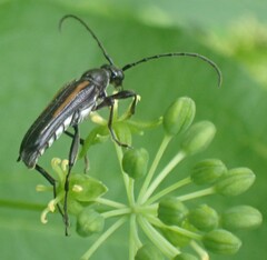 Strangalepta abbreviata