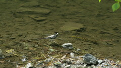Motacilla alba