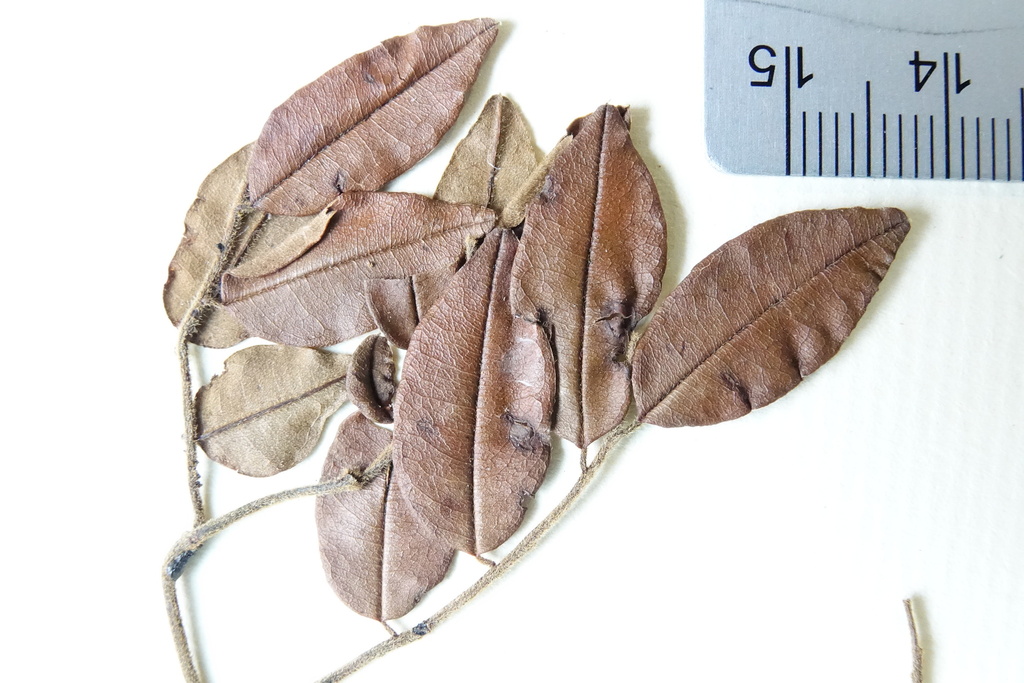 Dalbergia delphinensis