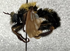 Laphria thoracica