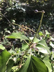 Hedera canariensis
