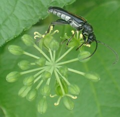 Strangalepta abbreviata