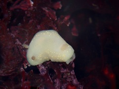 Cadlina modesta