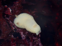 Cadlina modesta