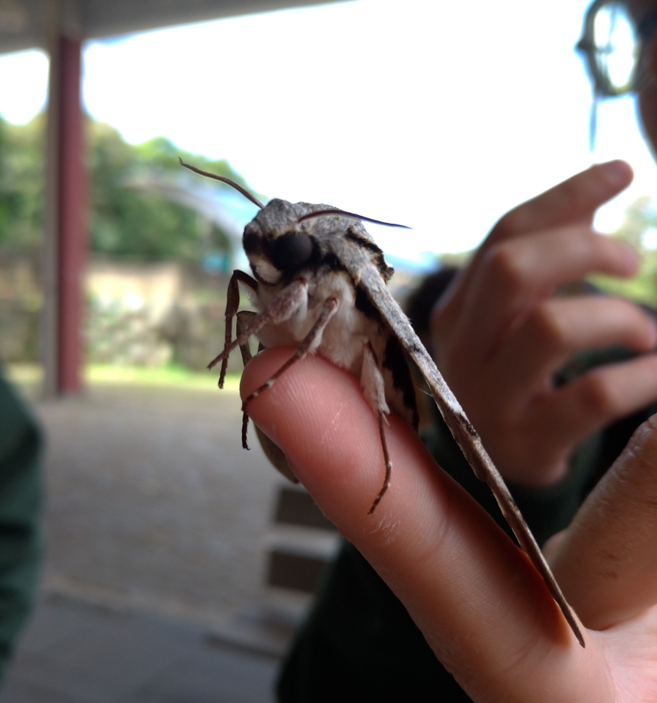 Manduca incisa