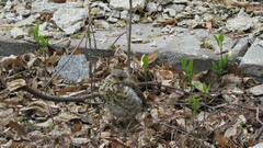 Turdus pilaris