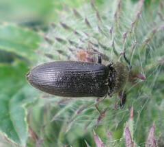 Hemicrepidius niger