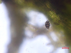 Trichodon cylindricus