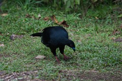 Chamaepetes unicolor