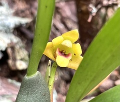 Maxillaria variabilis