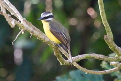 Myiodynastes hemichrysus