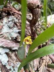 Maxillaria variabilis