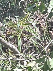 Maxillaria variabilis