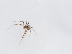 Pityohyphantes phrygianus