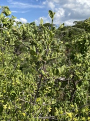 Vangueria triflora