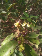 Davilla