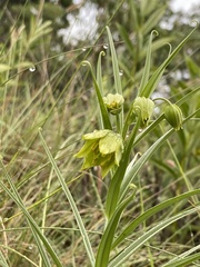 Gloriosa rigidifolia