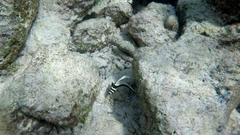 Eques punctatus