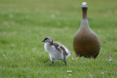 Chloephaga rubidiceps