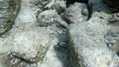 Eques punctatus