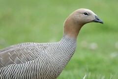 Chloephaga rubidiceps