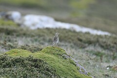Anthus correndera grayi