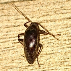 Alleculina