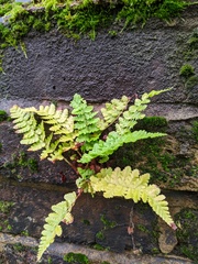 Dryopteris