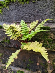 Dryopteris