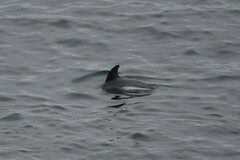 Sagmatias australis