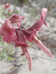 Salvia lanceolata