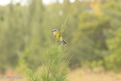 Tyrannus melancholicus
