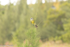 Tyrannus melancholicus