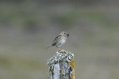 Anthus correndera grayi