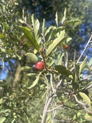 Frangula californica