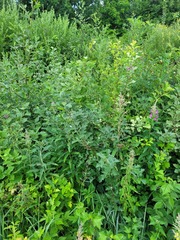 Crataegus maximowiczii