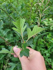 Crataegus maximowiczii
