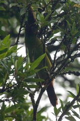 Aulacorhynchus prasinus