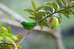 Chlorophonia callophrys