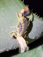 Uroplectes
