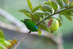 Chlorophonia callophrys