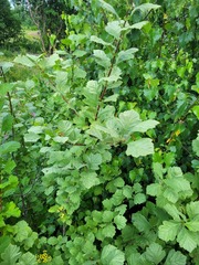 Crataegus maximowiczii