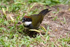 Arremon brunneinucha