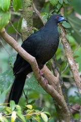 Chamaepetes unicolor