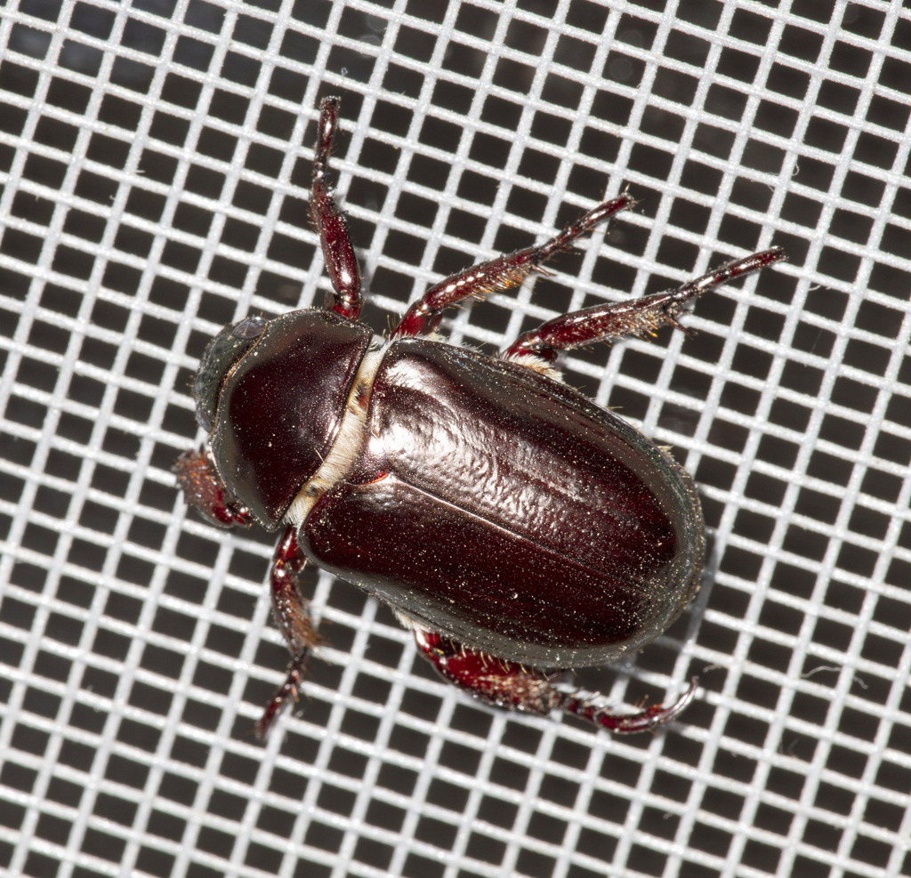 Homonyx planicostatus