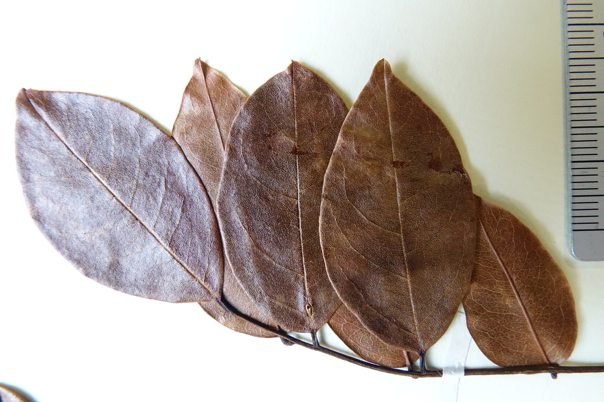 Dalbergia erubescens