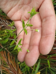 Arenaria