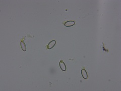 Coprotus