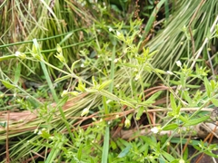 Arenaria